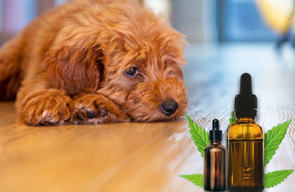 cbd oil for dogs