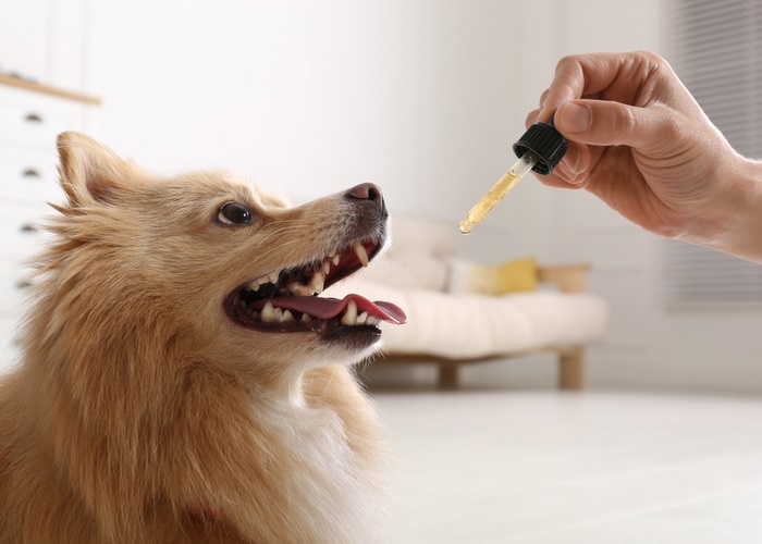 Learn the Power of CBD Soft Chews for Dogs: A Pawsome Trend in Pet Wellness